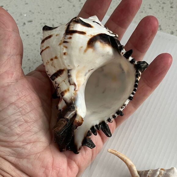 Set of Three  large Decorative Seashells Spider Conch Giant Conch Large Murex - Picture 2 of 14